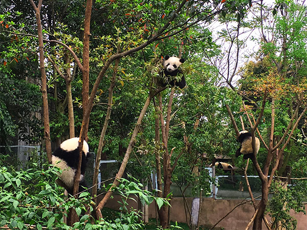 Giant Panda Breed Base
