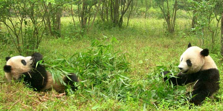 Chengdu Research Base of Giant Panda Breeding