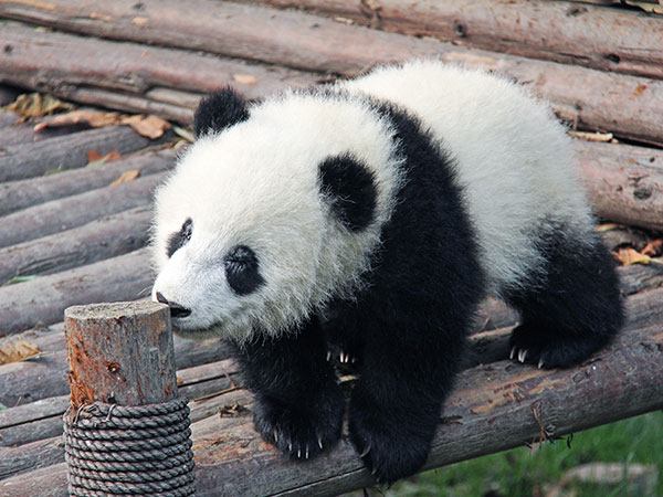 Chengdu Research Base of Giant Panda Breeding